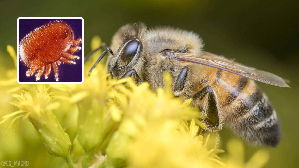 What is Varroa mite and why should we bee worried?