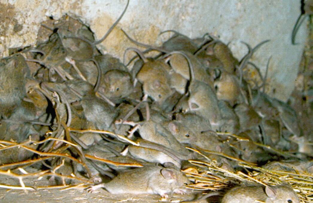 No mouse plague help from federal govt for farmers