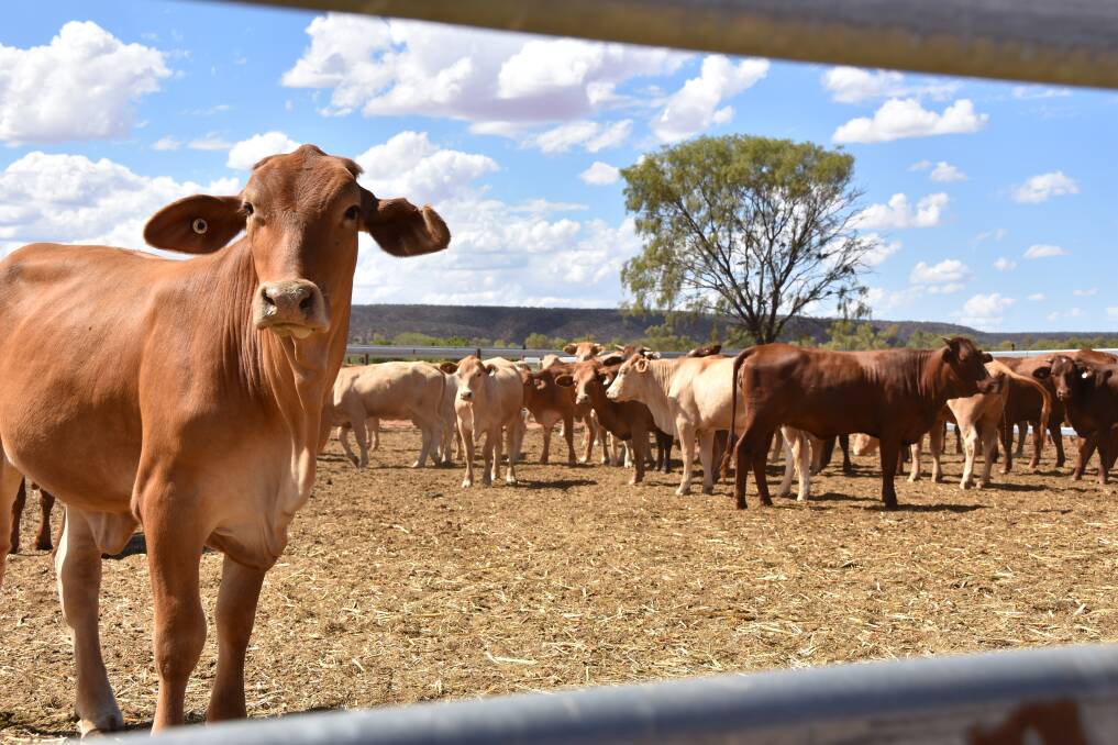 Fears Aussie meat will flood UK due to lower animal welfare standards