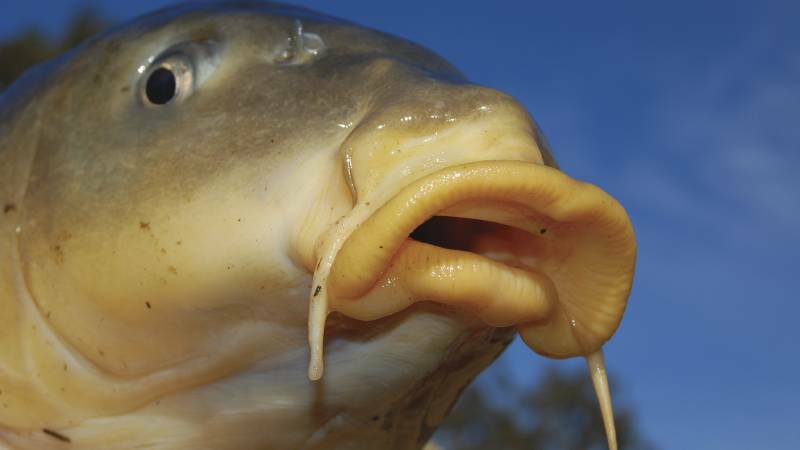 Carp herpes plan not dead in the water despite unanswered question