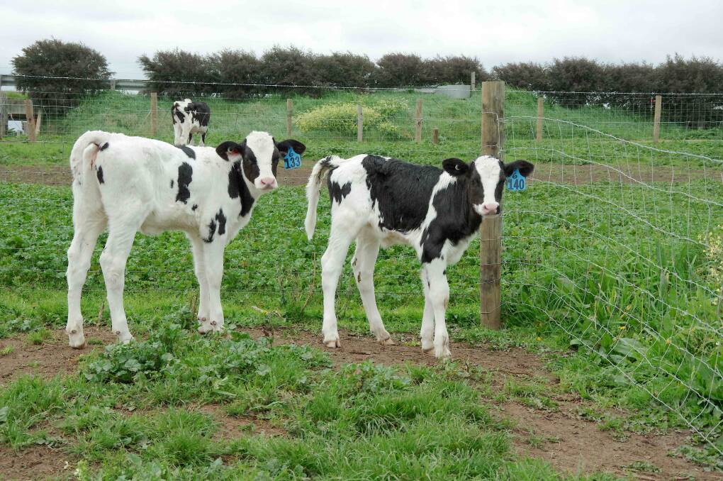 Calves have ad lib access to paddock areas outside the calf-rearing shed.