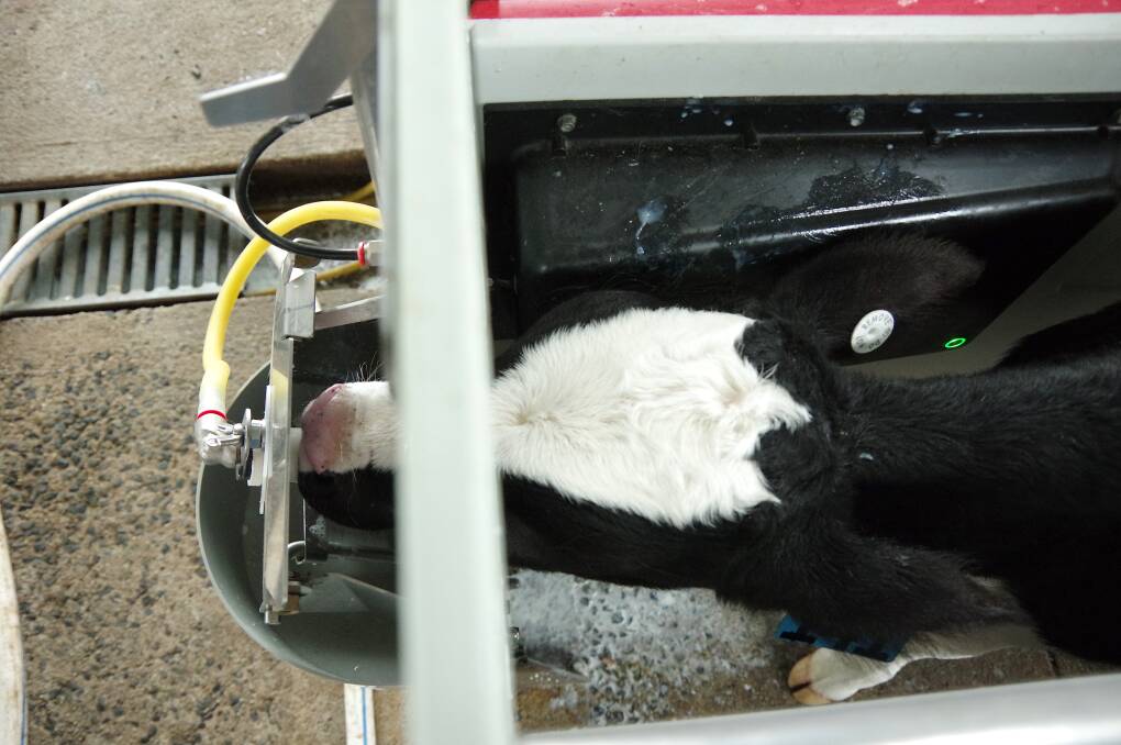 A calf using the automatic calf feeding system.