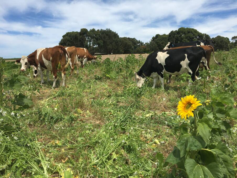 Cows grazing happily in a multispecies pasture paddock on a project farm. 