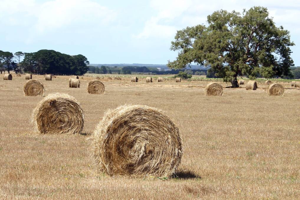 Hay is expensive and making it will be preferable to buying in supplementary feed, although the numbers are tighter this year than last.