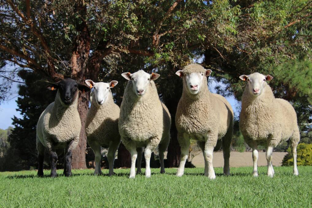 Warrawindi Farms, Penola, produce five different breeds of sheep.