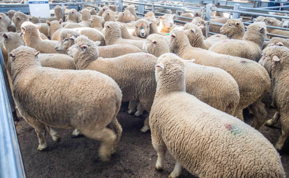Appetite for lamb and mutton still strong overseas