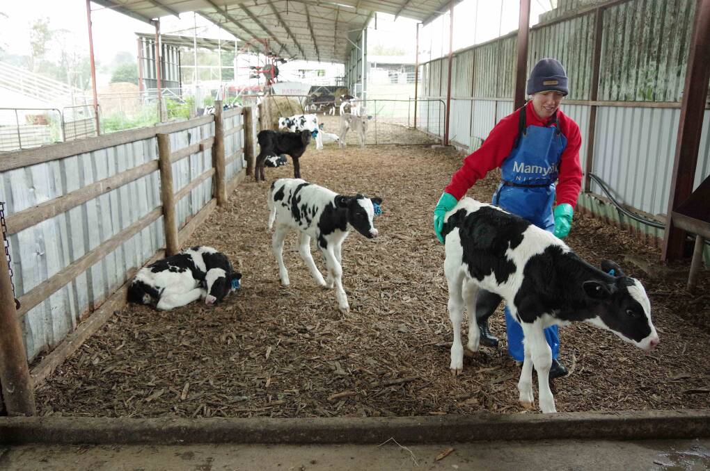 Trudi Hammond likes spending time with calves and checks their health status every day.