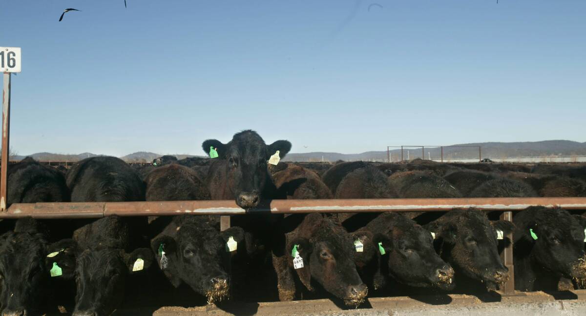 Research shines spotlight on cattle stress levels
