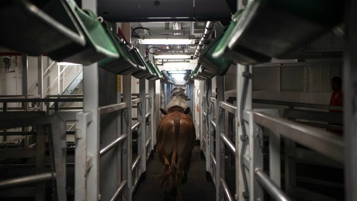 A file photo of cattle being loaded on a live export vessell.