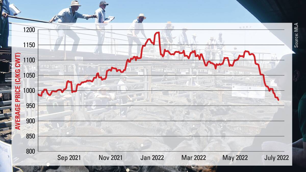 Cattle prices still sliding but it's not panic stations
