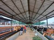 TOP NOTCH: Indonesian feedlots have world-class infrastructure and achieve weight gains on par with Australian feedlots, experienced live export trade consultant Greg Pankhurst says.