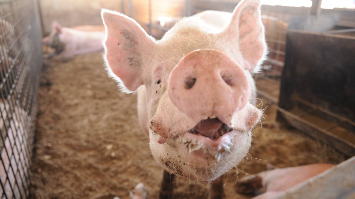 Swine fever border efforts receive $66m boost