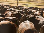 RISKY TIMES: Protecting Australia's cattle herd should take precedence over Bali holidays, prominent beef industry consultant Simon Quilty says.
