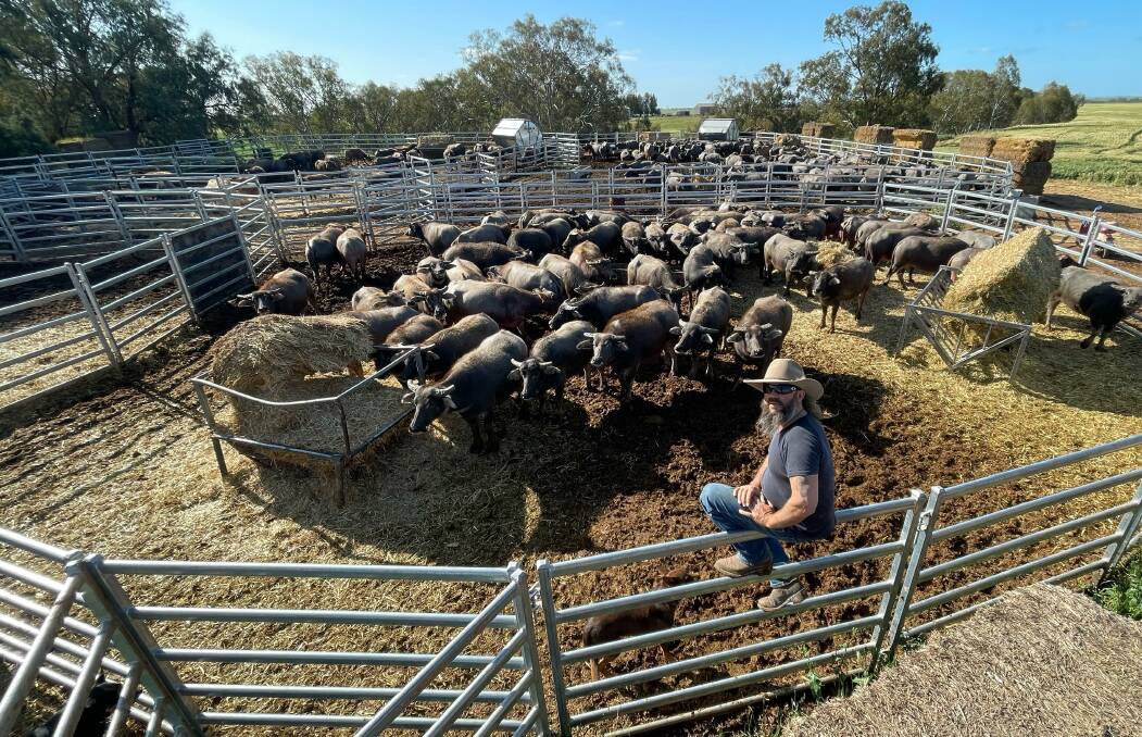 ON THE GAINS: Dale Murray, livestock manager at South Australian operation River Light Goat Depot, with buffalo they have been lotfeeding.