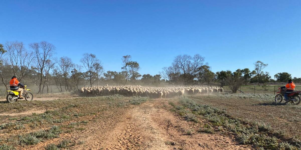 Nicholas and Charlie Le Lievre work sheep on their family wool growing operation, Yathonga Station, at Louth in north western NSW.
