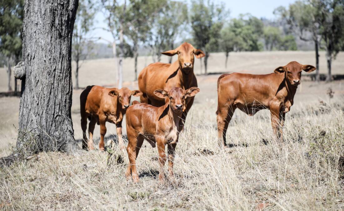 WRONG INFO: Myths about livestock production's effect on the environment are being perpetrated by both scientists and consumers, a CSIRO agriculture expert says. PHOTO: Lucy Kinbacher
