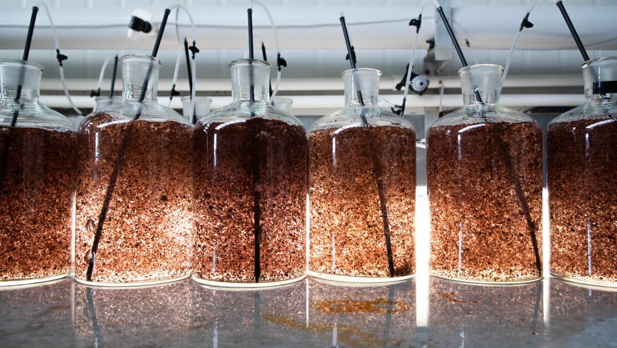 Asparagopsis in laboratory trials investigating its value as a methane-reducing feed supplement for cattle. File photo.