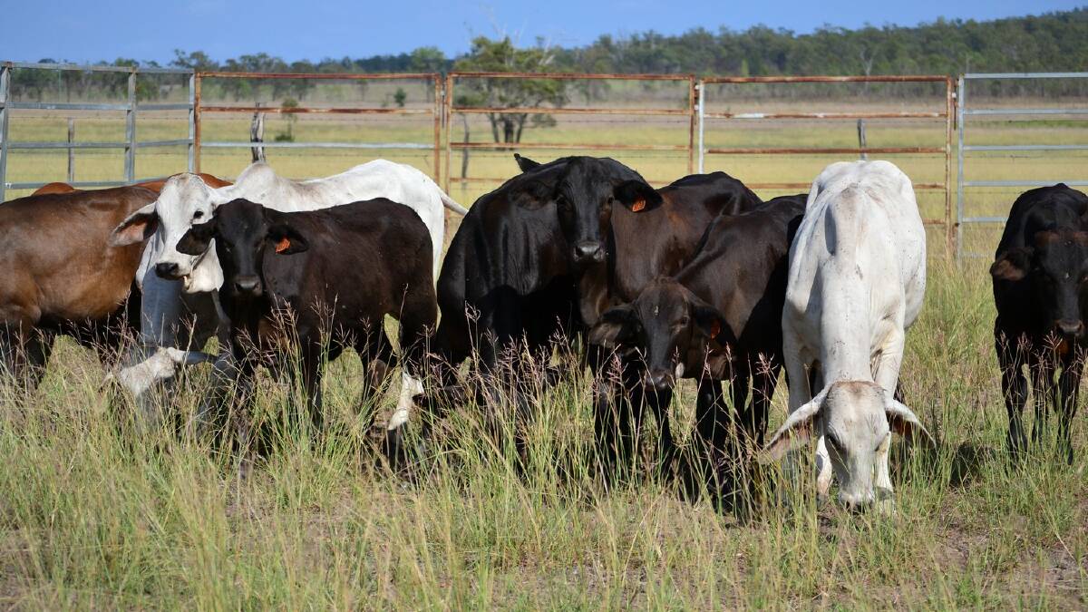 Cattle Council says no to one advocacy body for red meat