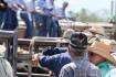 Young cattle prices take a breather