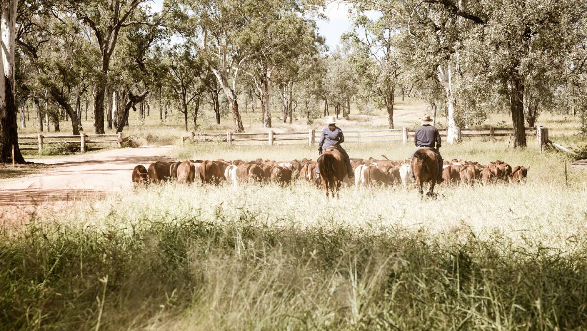 Bonnie Doone cattle. Picture Davina Bambrick Photography.