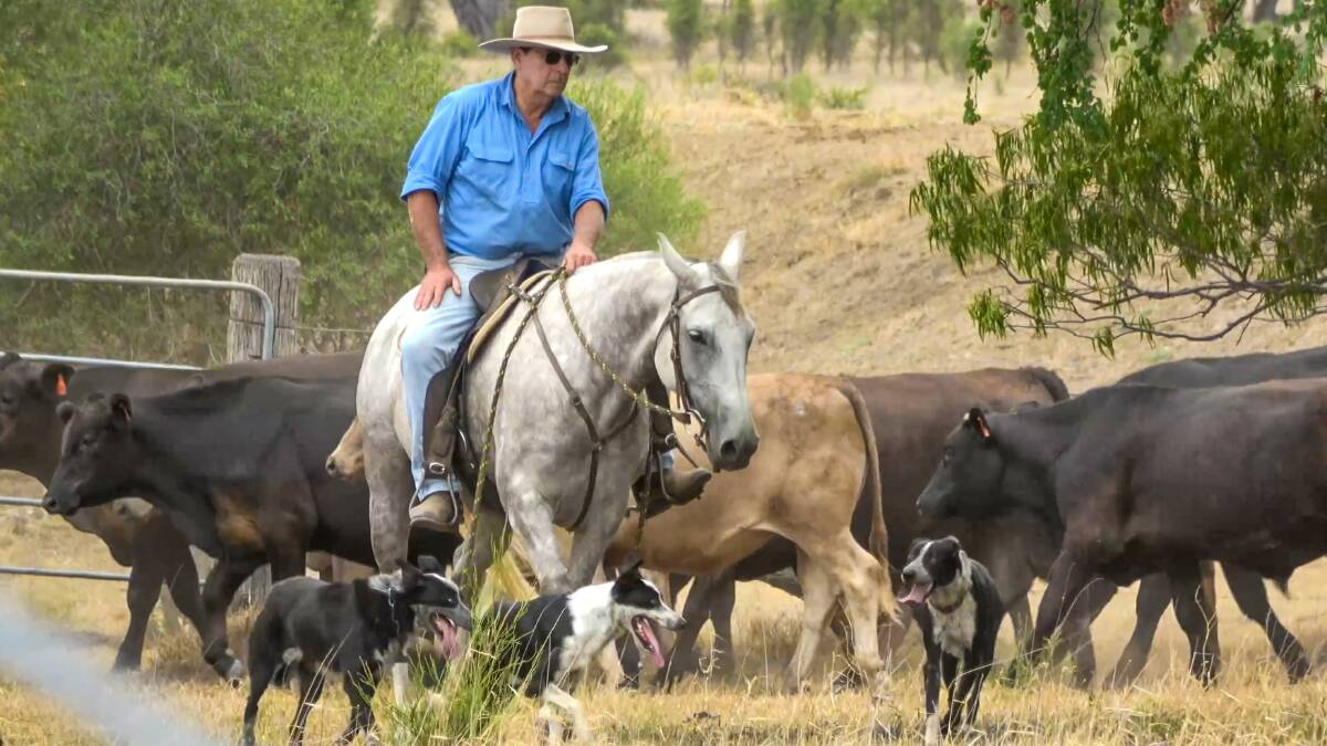 Cattle Producers Australia president Dr Paul Wright mustering stock.