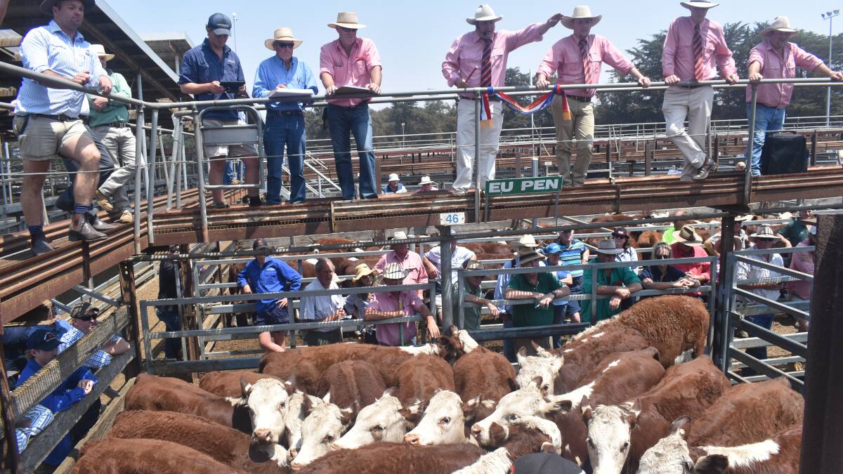 MLA's cattle, lamb indicators on hold