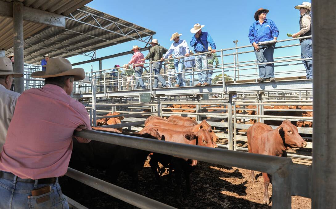 Queenslanders with rain are driving the cattle market at the moment.