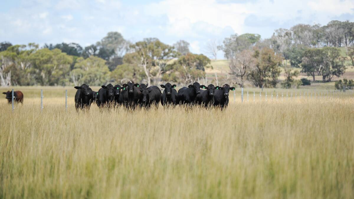 SIGNIFICANT: The Australian beef industry plays a major role in landscape management. IMAGE: Lucy Kinbacher