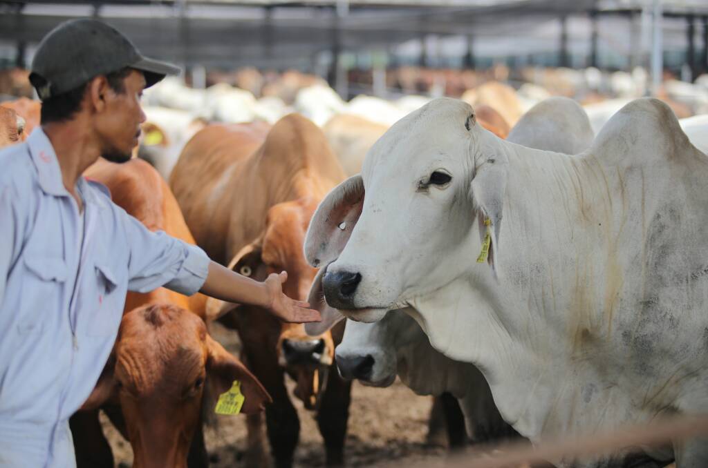 STRONG RELATIONS: Times are challenging for the Indonesia-Australia bilateral trade in cattle and beef, according to a leading industry report, but there is strength in the business. IMAGE: MLA
