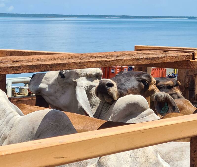 Brahman cattle headed from Darwin to Broome by ship. Picture supplied by KMC.
