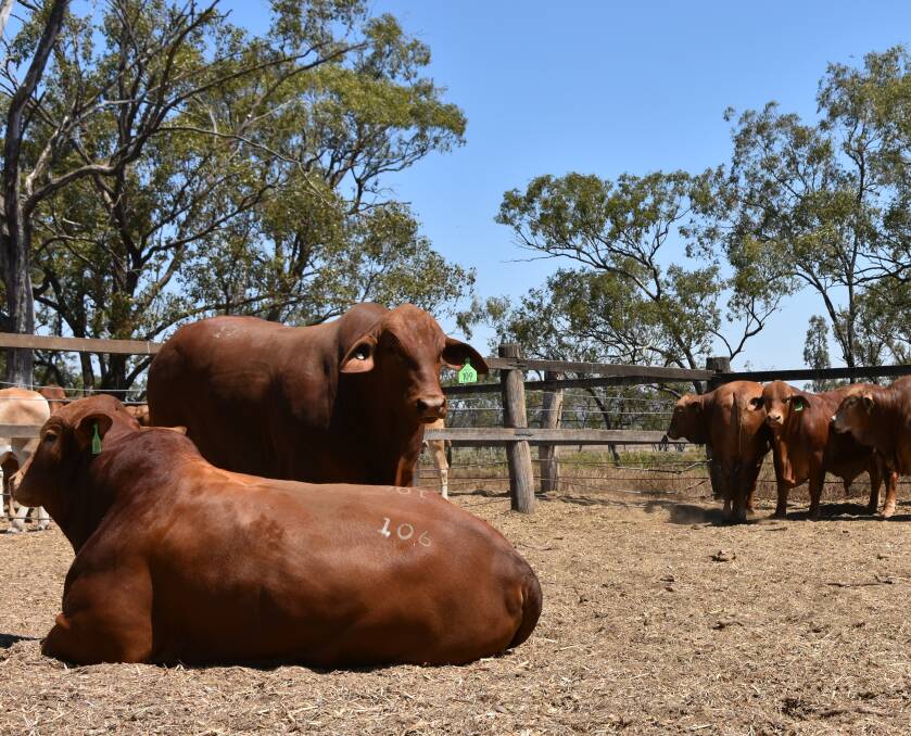 CONTRIBUTING: Droughtmaster bulls purchased for the repronomics work in Queensland.