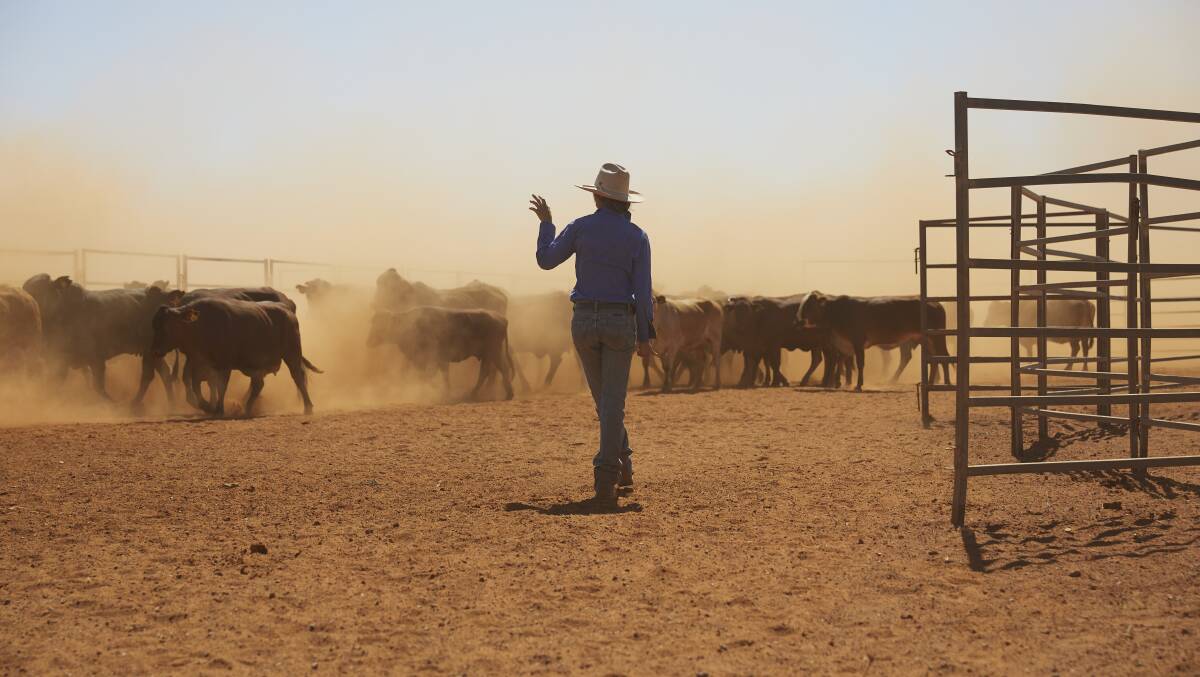 PRODUCTIVE: Cattle on Tobermorey Station in the Territory.
