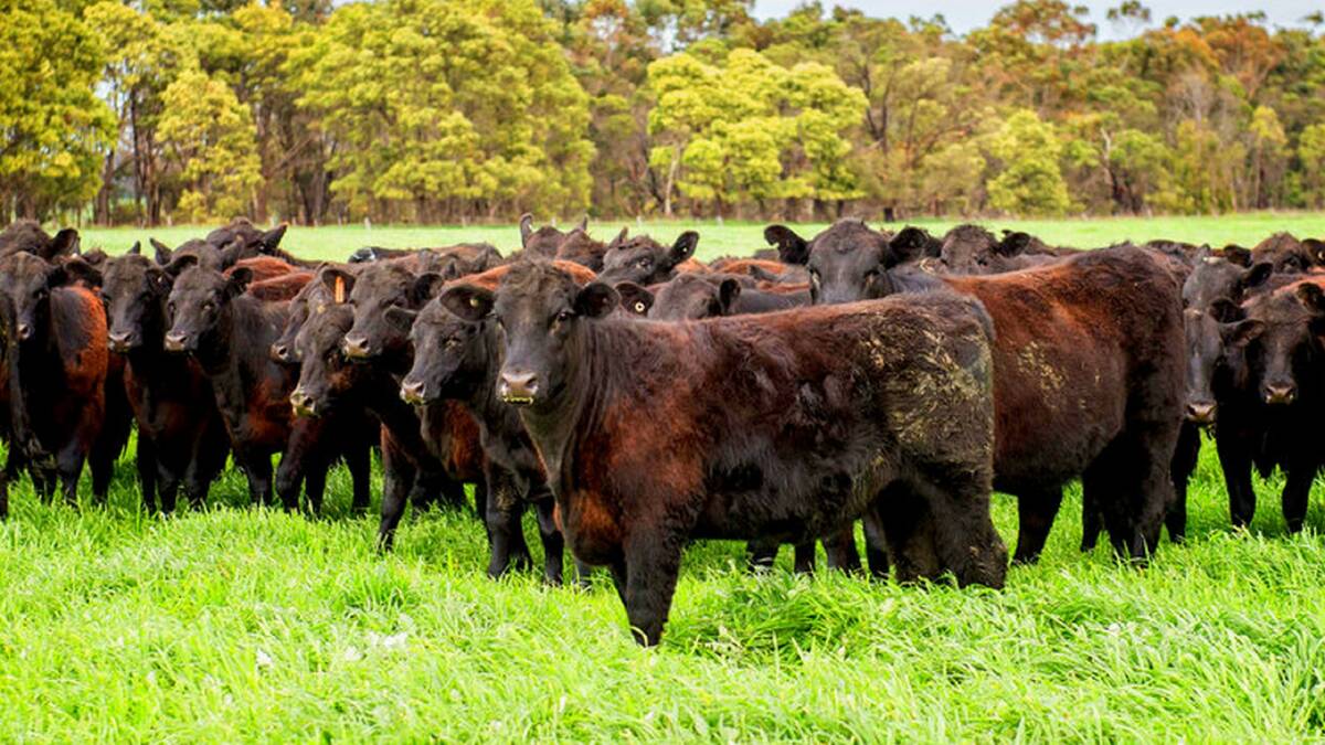 EXPORT FOCUS: Reducing your carbon footprint has to be uppermost in the minds of beef producers.