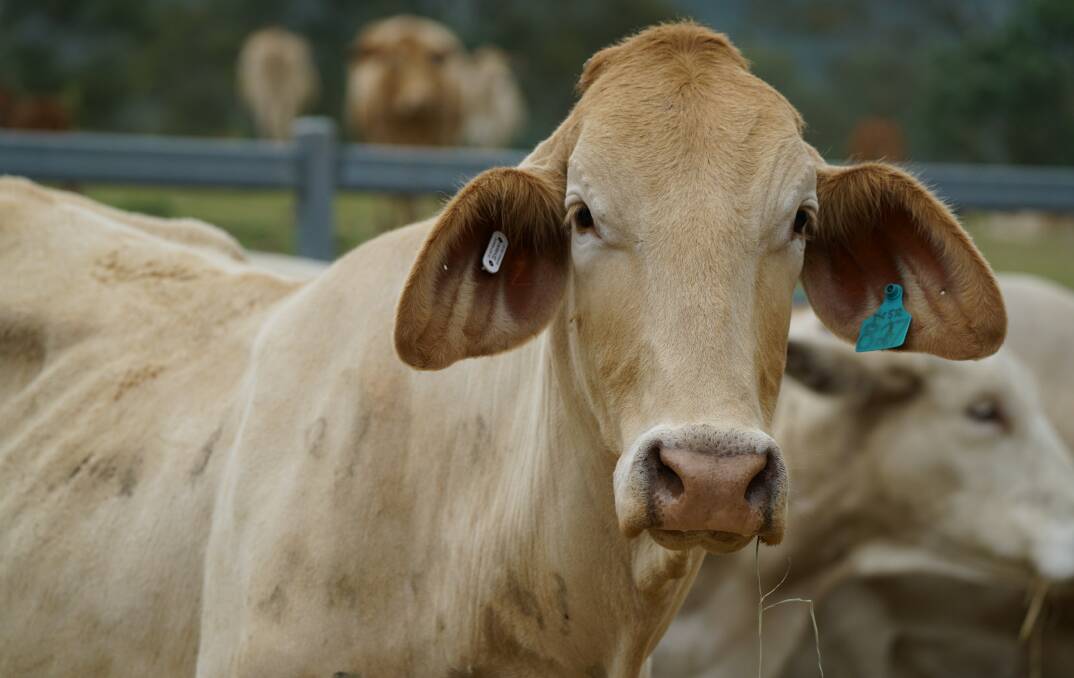 Smart ear tags now exist that allow for direct-to-satellite remote monitoring of cattle. 