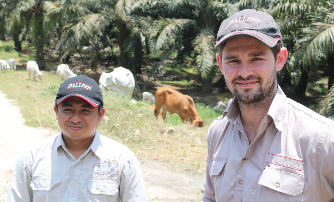 PARTNERS: Yudhistira Pratama and Patrick Coole with cattle in Indonesia.
