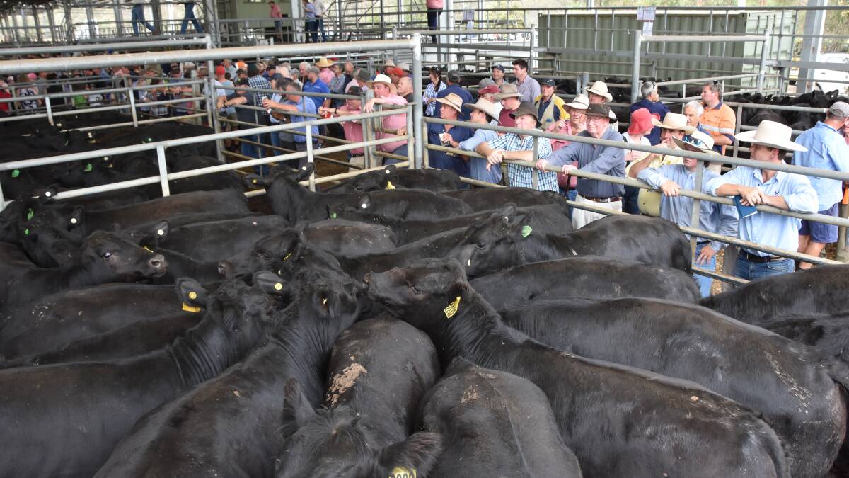 Signs are few, but good, for young cattle prices