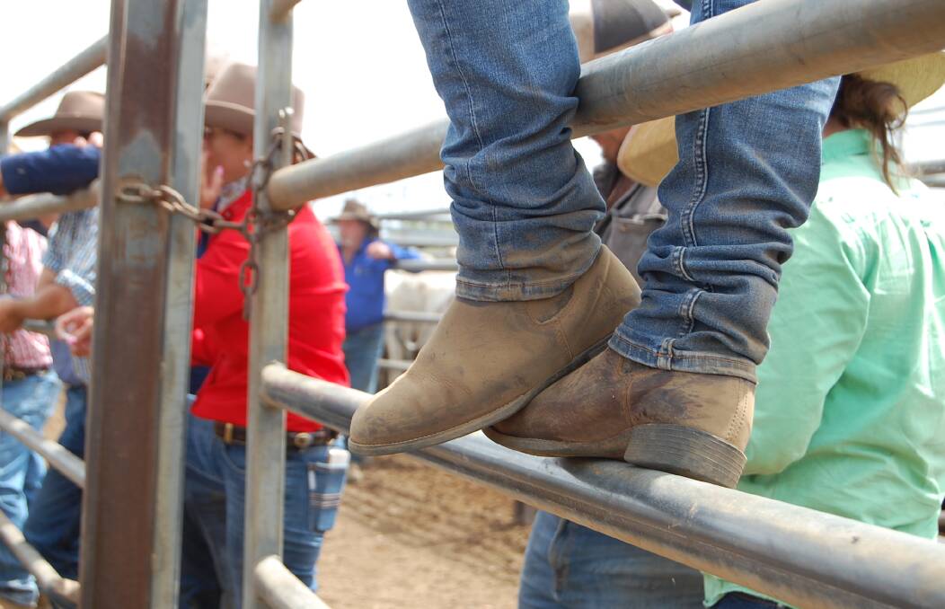Restockers are climbing back into the cattle market, thanks to rain and a better forecast.
