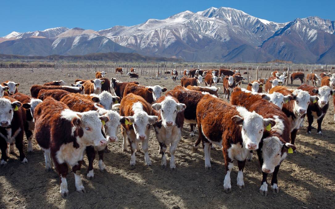 Sixty five per cent of Argentina's beef, value-wise, now goes to China. Volume-wise, it is 75pc. Picture by Shutterstock.