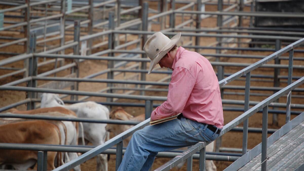 There is a widespread belief the cattle market might currently be undervalued. Picture by Ashley Walmsley.