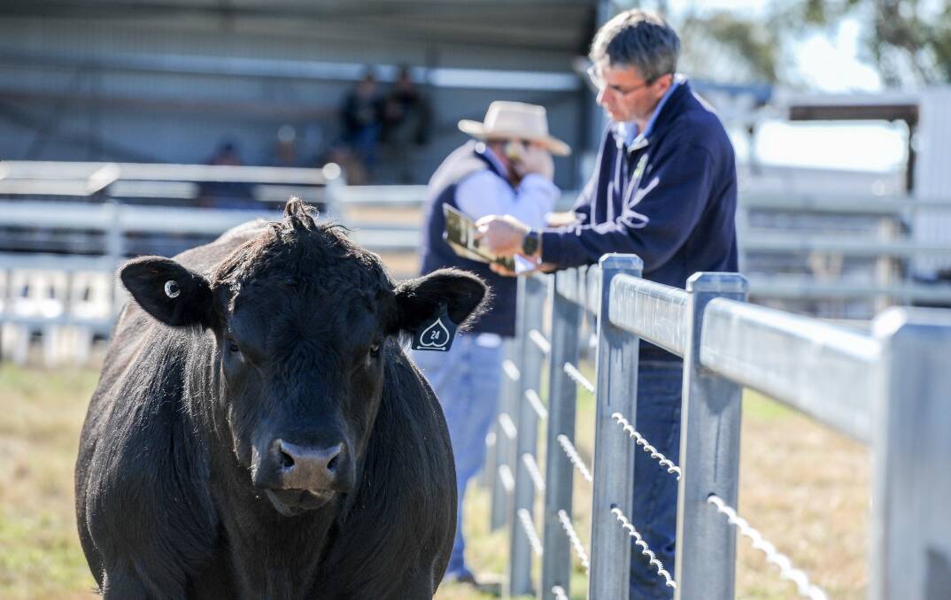 SIZZLING: Red hot demand is expected for bulls this season, which should push prices to new levels. PHOTO: Lucy Kinbacher