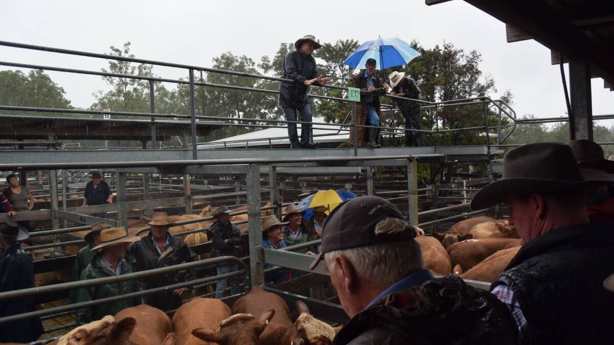 Rain pulls numbers from cattle market, pushes prices up