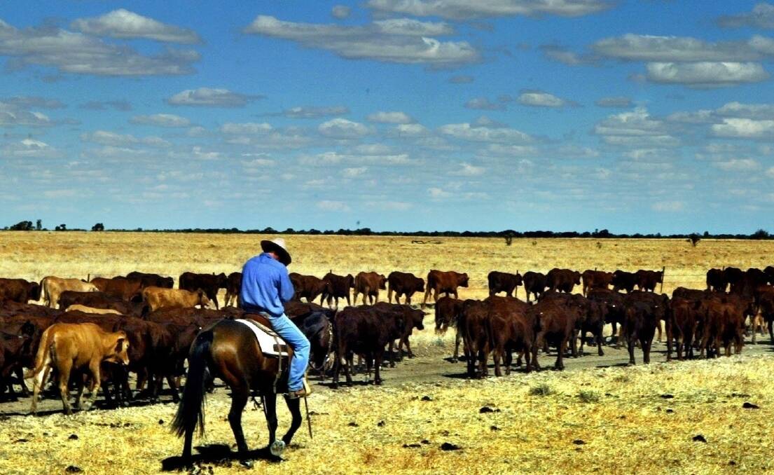 US cattle herds are starting to rebuilding, and the hope is that strips beef from key global markets Australia is selling to.