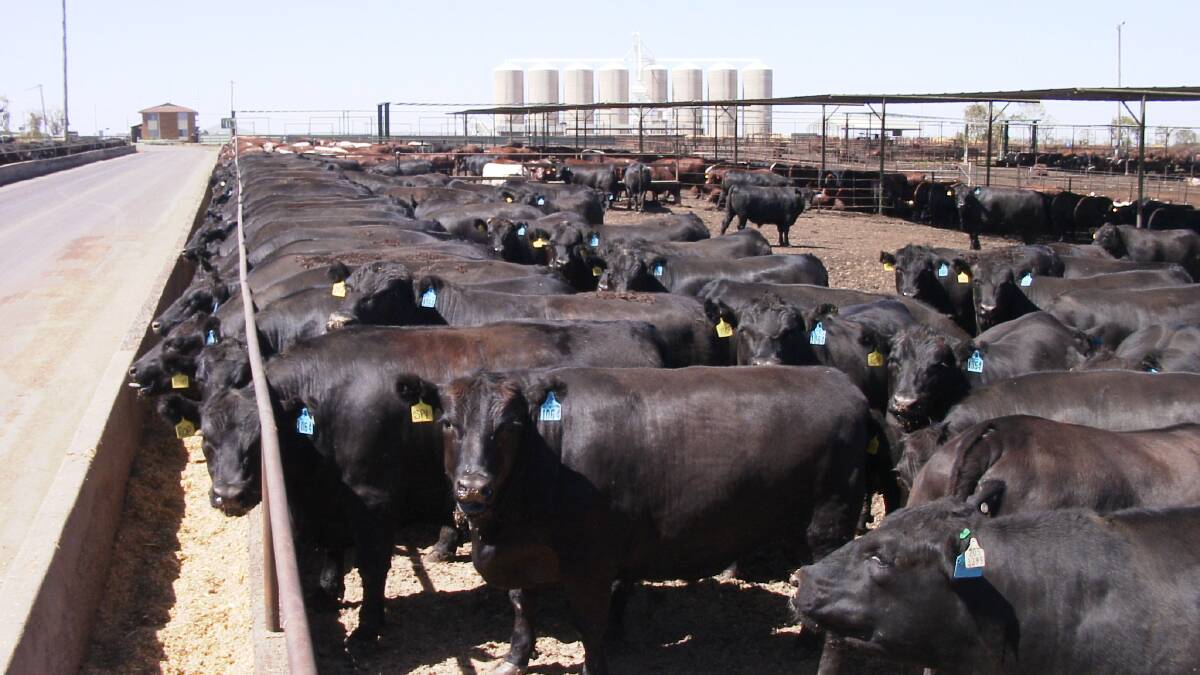 Cattle on feed records tumble