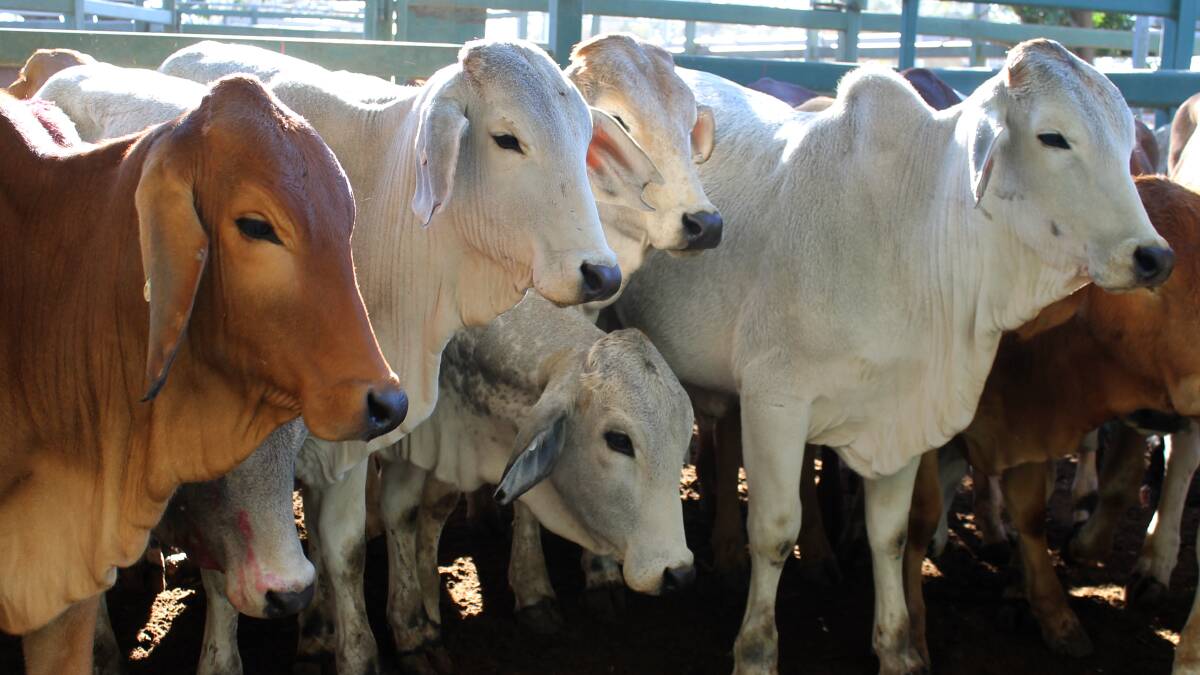 Live cattle exports remain robust