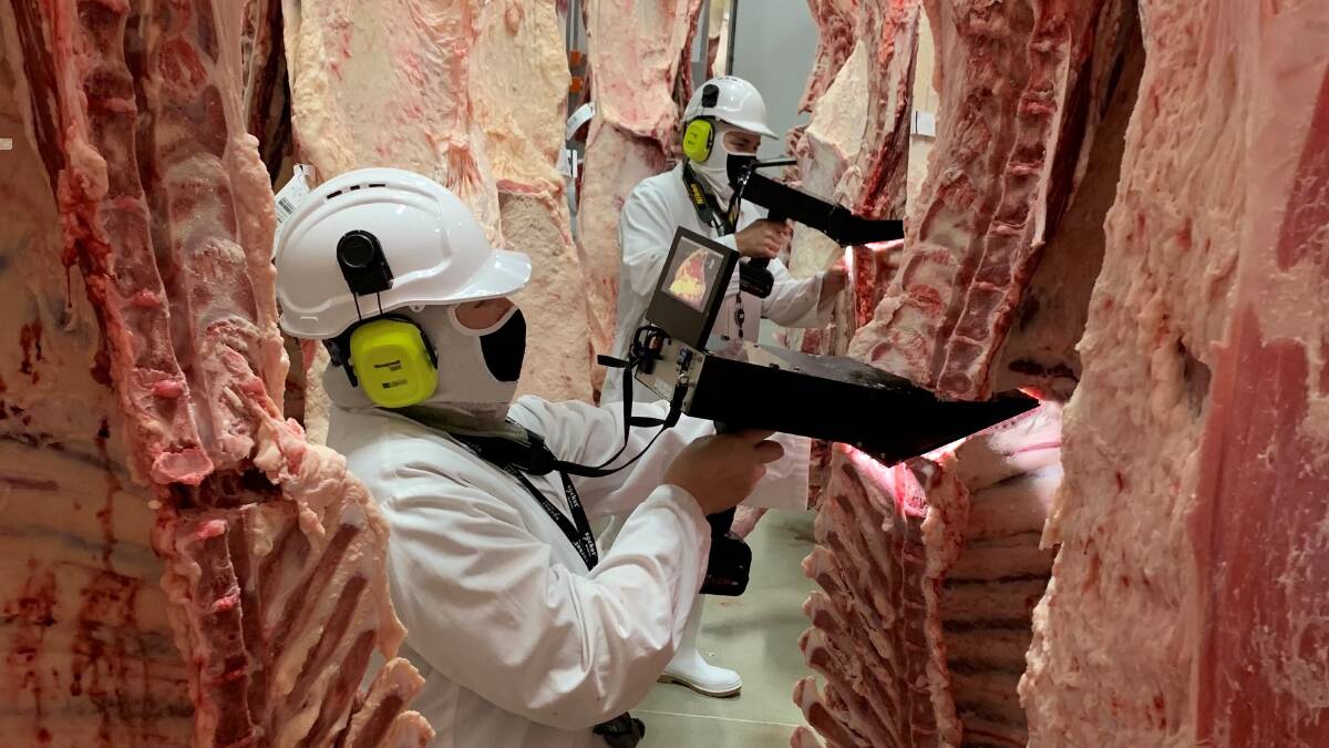 Carcase camera to grade high marble score beef