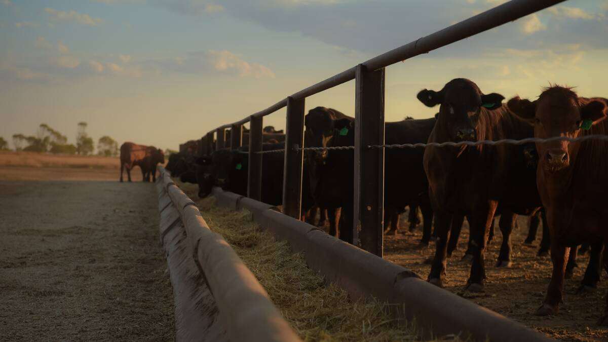 Cattle on feed numbers drop, but still over a million