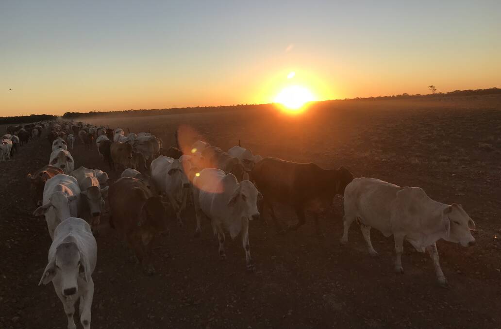 Cattle on Rocklands Station, Paraway's largest cattle breeding operation, situated on the border of Queensland and the Northern Territory on the Barkly Tableland near Camooweal. 