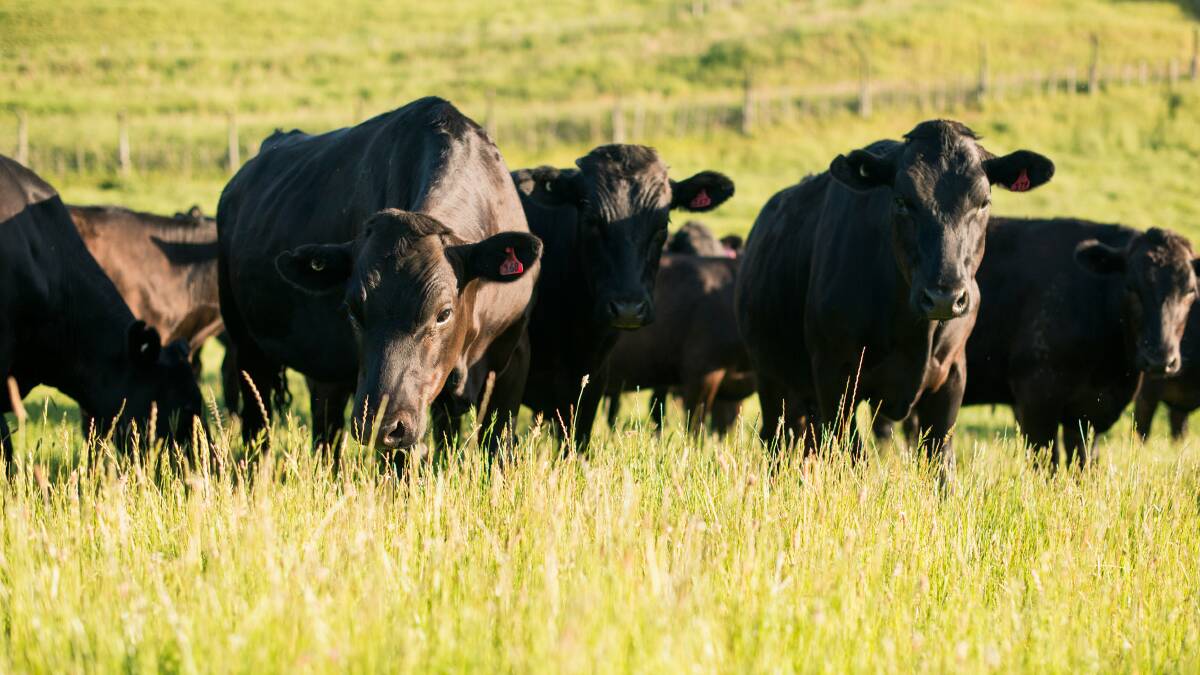 Carbon neutral one-stop-shop for red meat producers