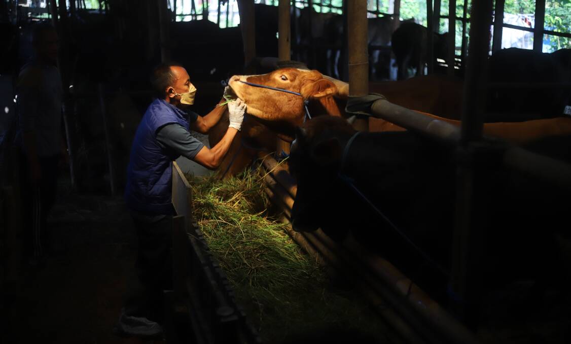 ON WATCH: An animal health officer in Indonesia inspects a cow to prevent transmission of foot and mouth disease. Photo: Shutterstock 