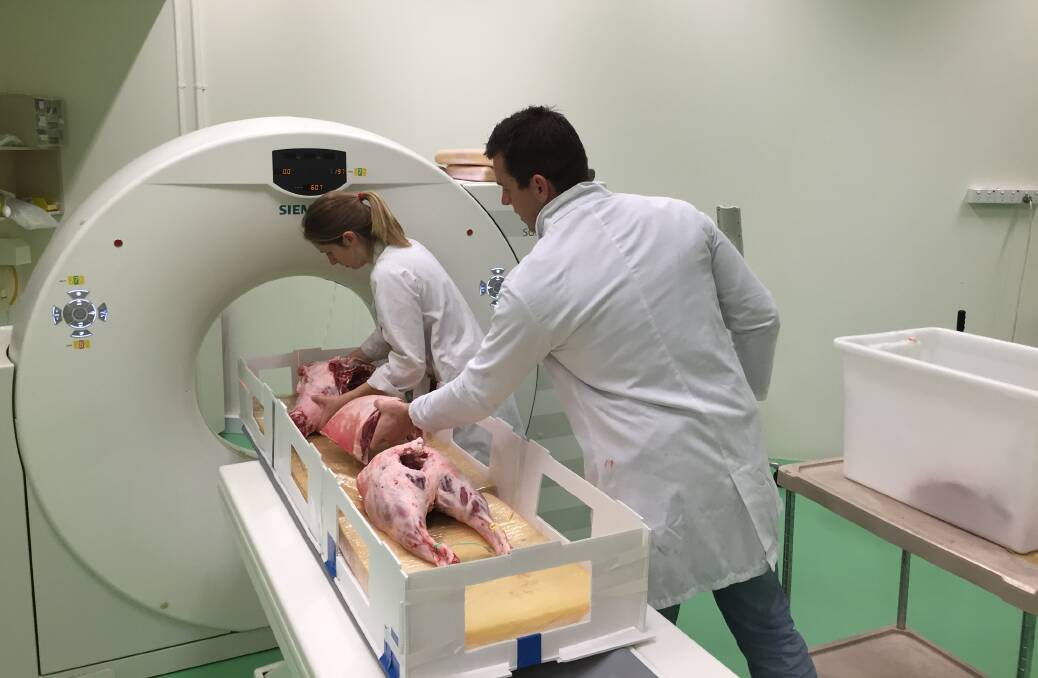 A lamb carcase is CT scanned at Murdoch University.
